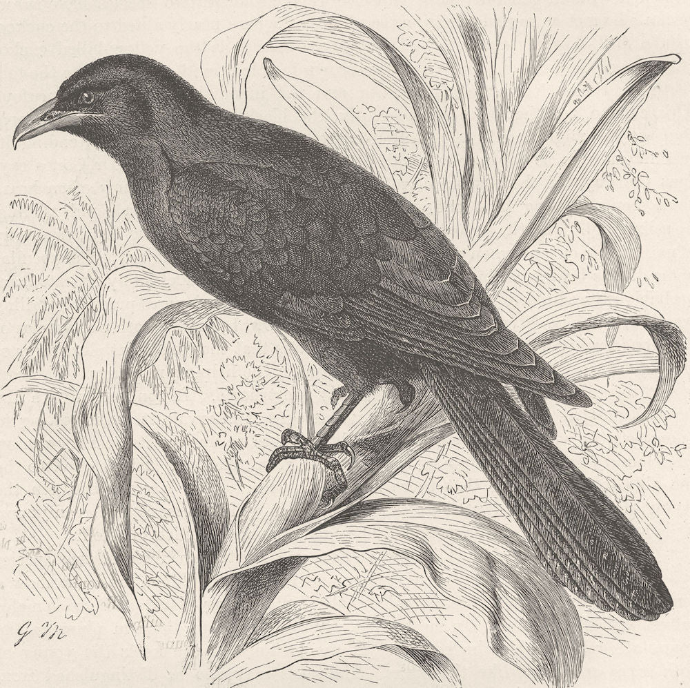 INDIA. Young male of Indian koel  1895 old antique vintage print picture